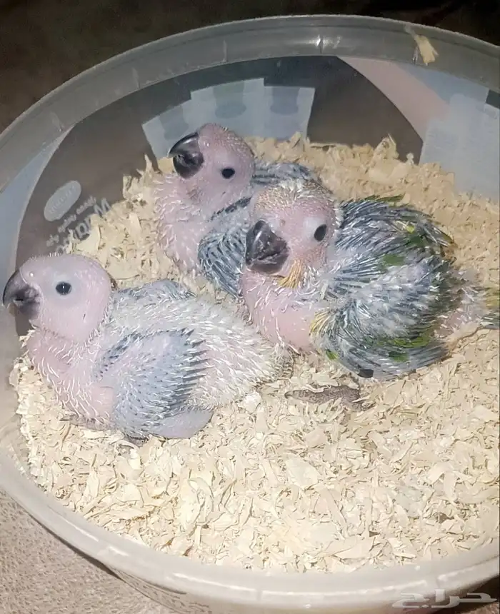 فروخ ( صن كنيور ) 0