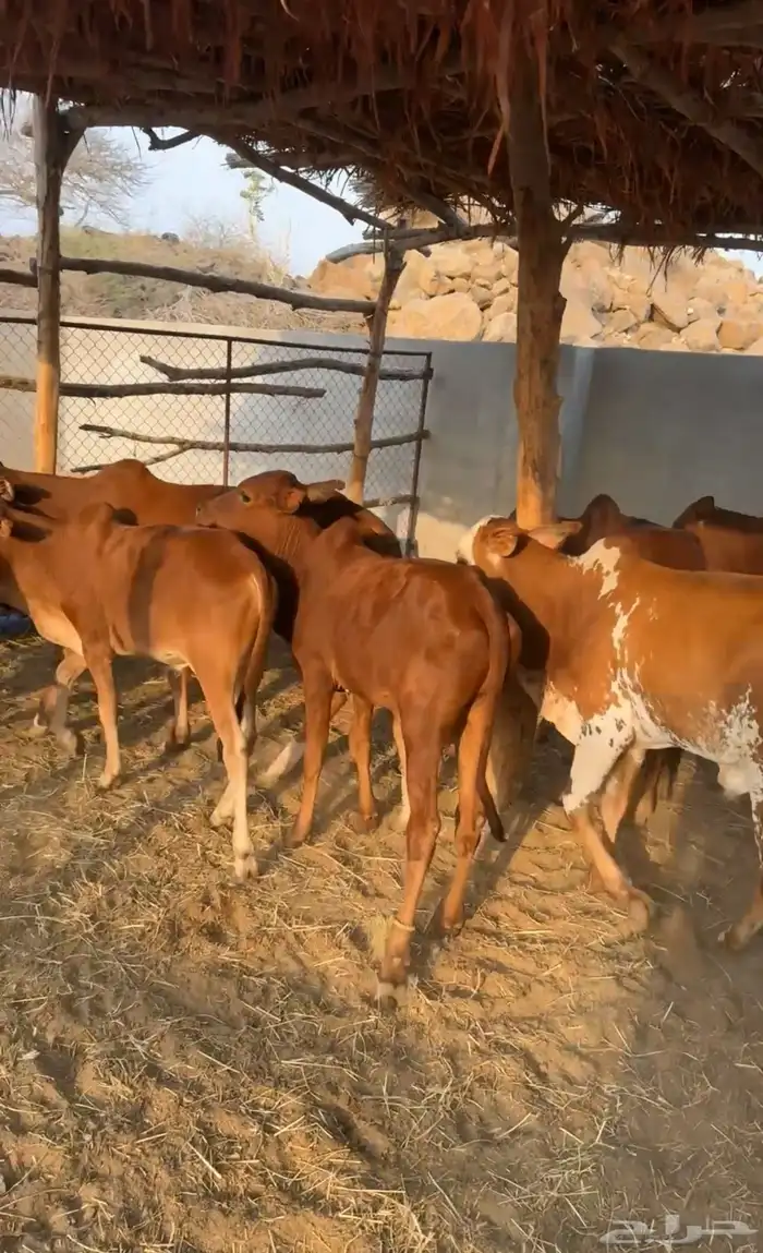 حسلان بلدي 0