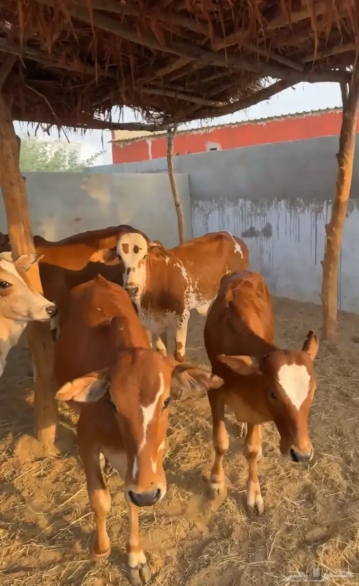 حسلان بلدي 3