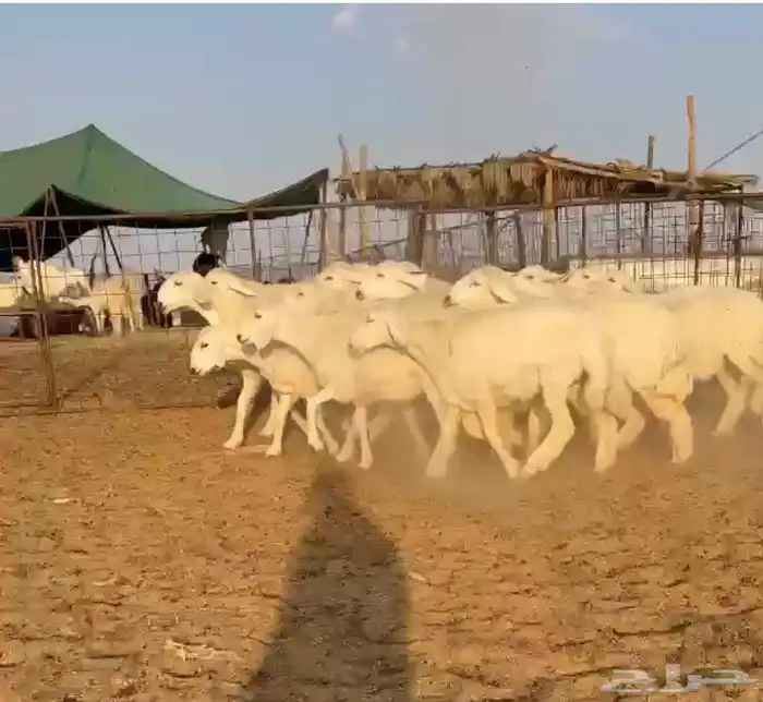 رخال حريات طيبه 0