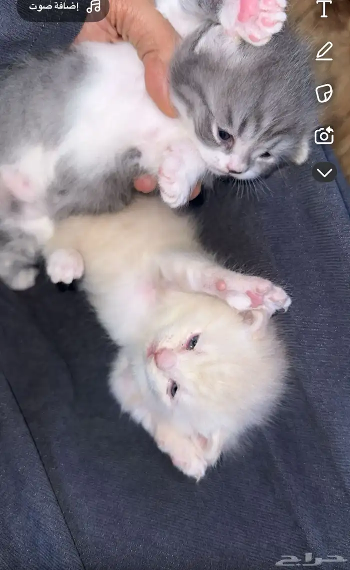 سكوتش فولد كيتن للبيع 7