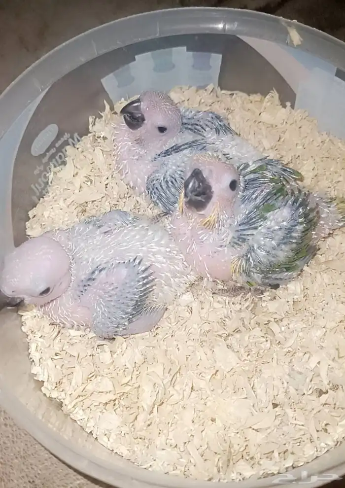 فروخ ( صن كنيور ) 1