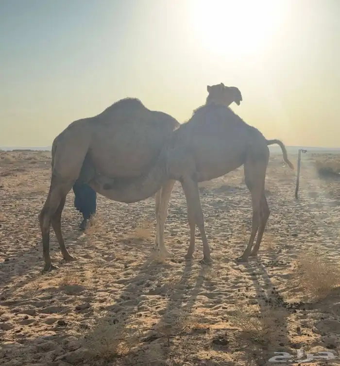 للبيع بكره فاخره 1