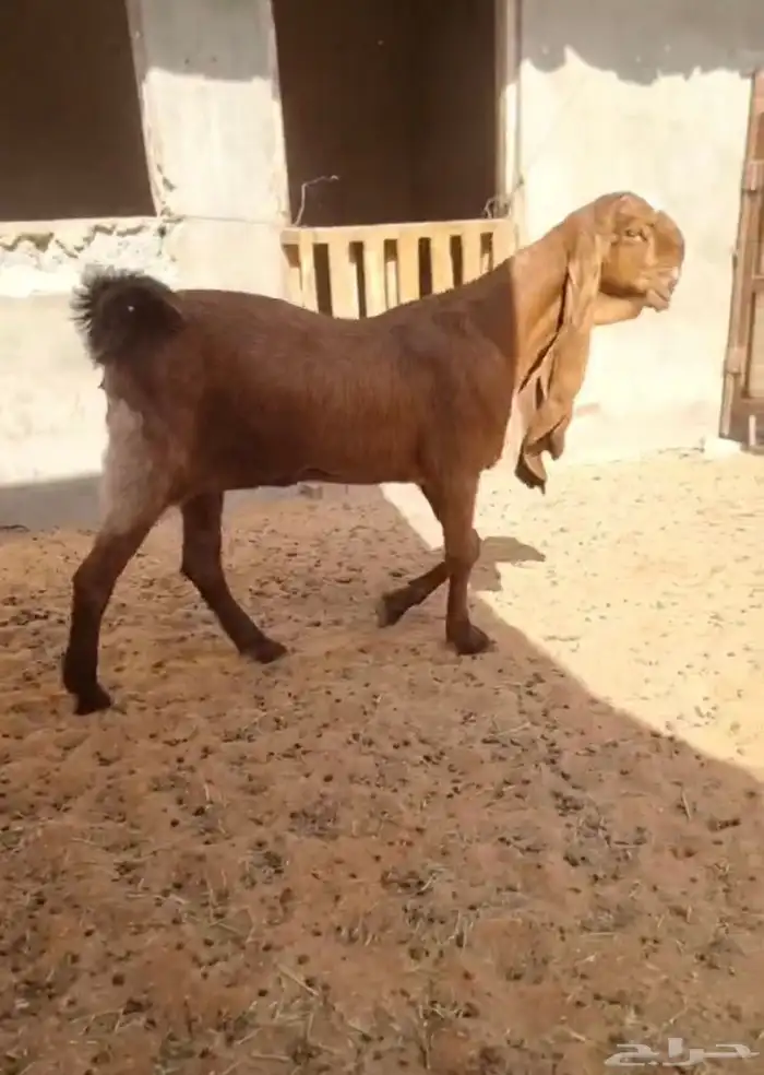 جفرة هولندية مطورة 0