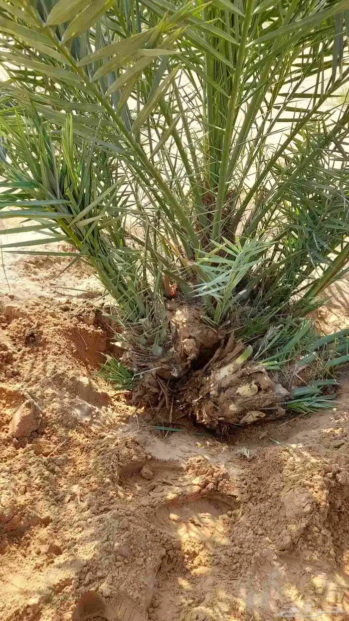 نخيل بجميع انواعه 5