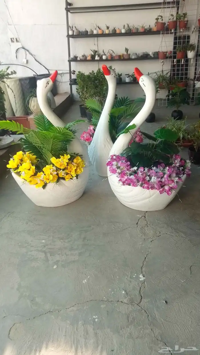 مؤسسة زهرة الخليج الزراعية -نجران -دحضة 6