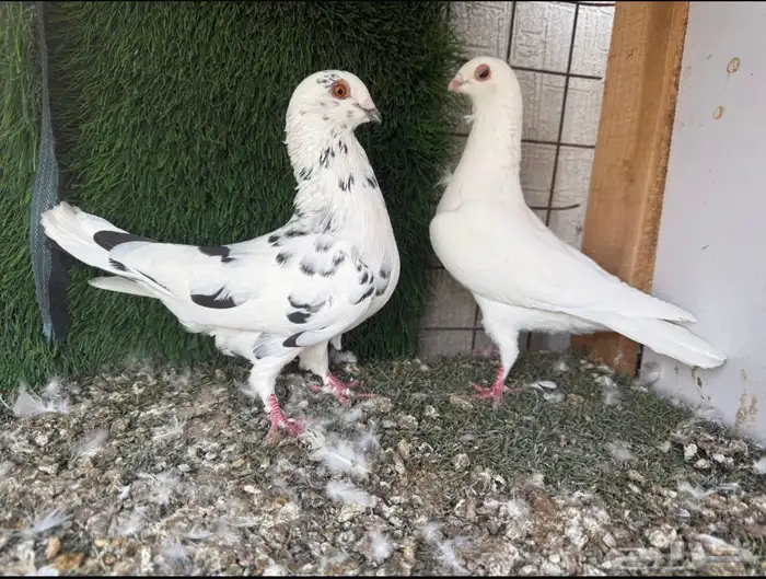 حمام سوري بولندي 0