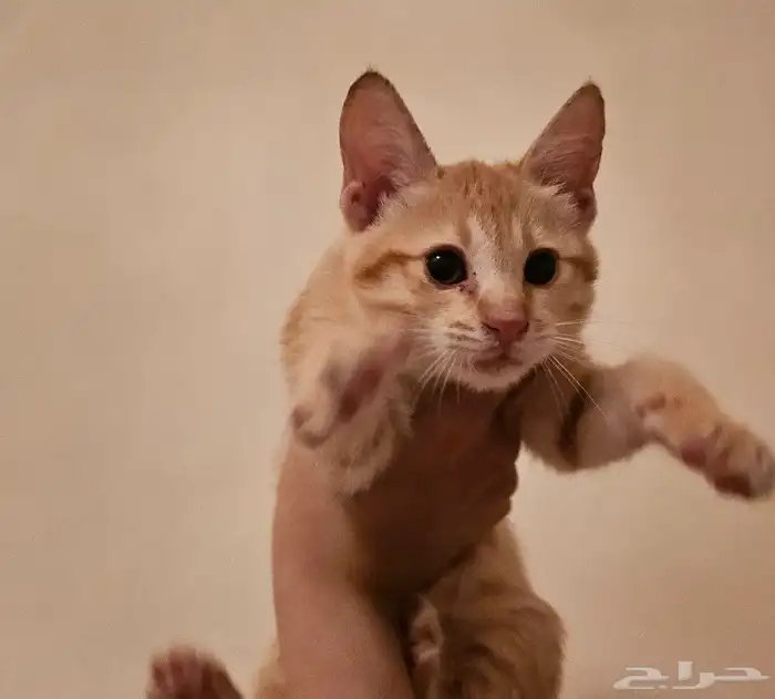 قط للتبني عاجل 0
