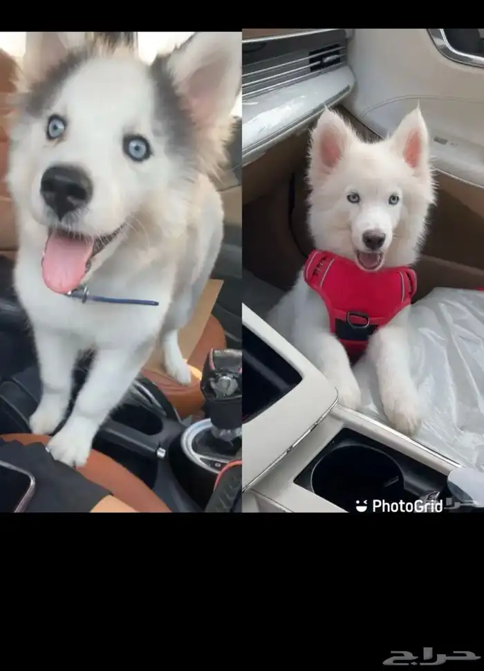 كلب هاسكي عمره 3 شهور 4 شهور اخذته 1400 قبل ثلاثه ايام 0