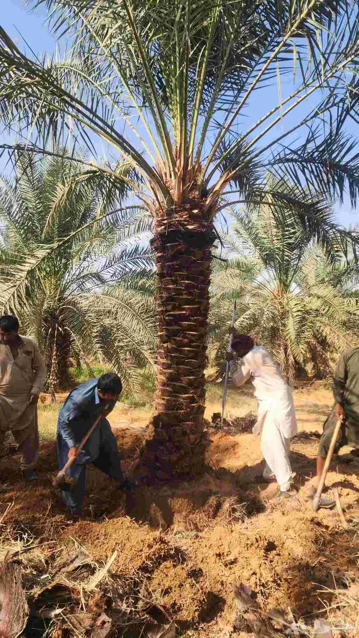 نخل للبيع 2