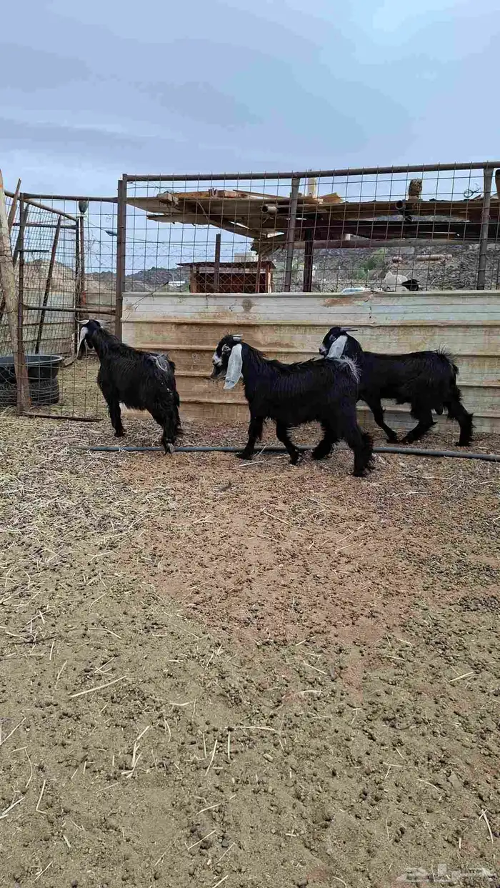 تيوس عوارض 0