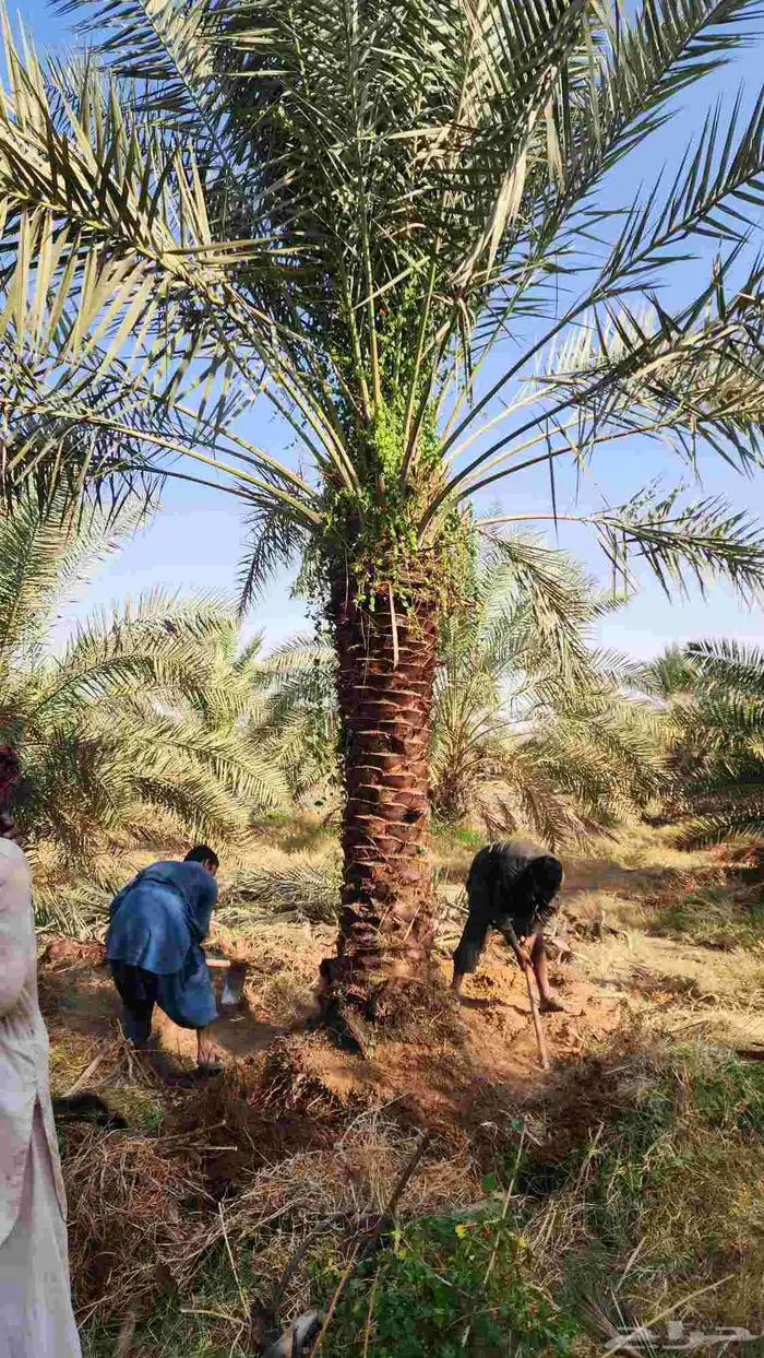 نخل للبيع 6