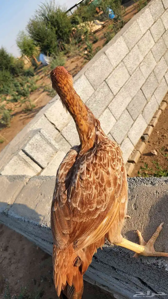 دجاجه ميوالي بيور 3