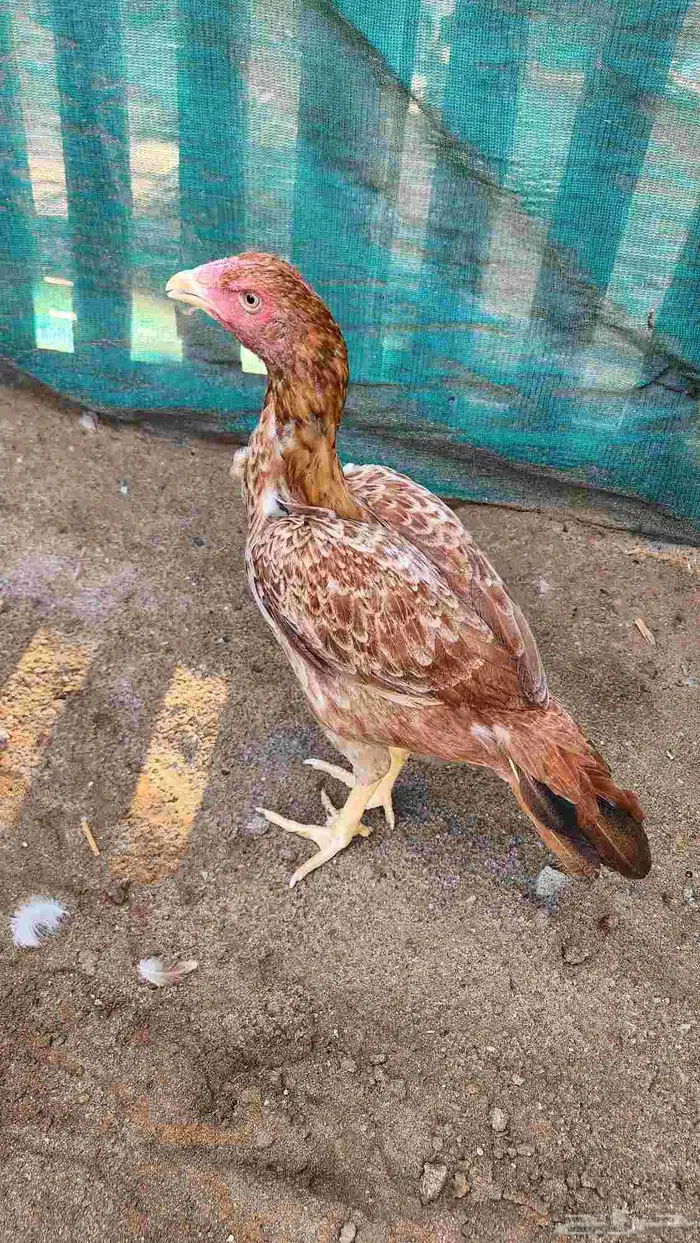 دجاجه ميوالي بيور 2