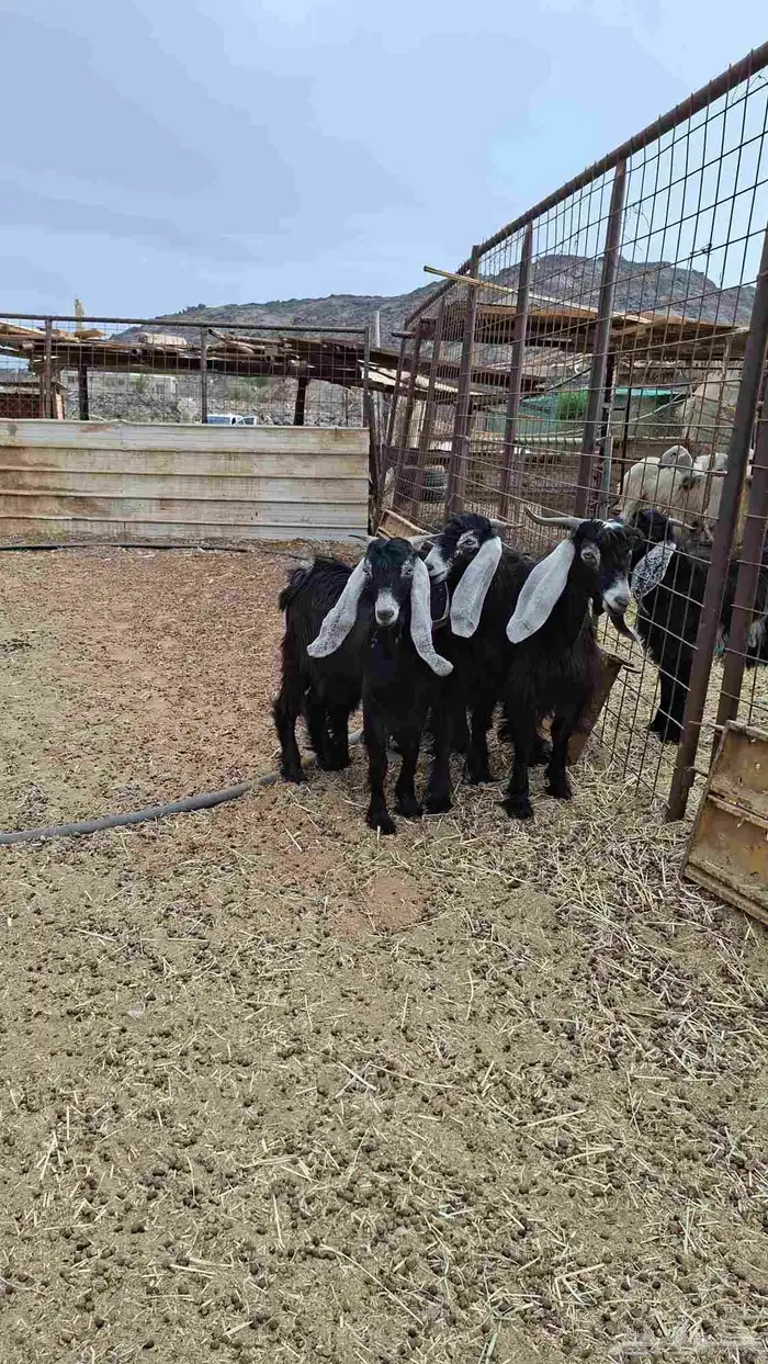 تيوس عوارض 2