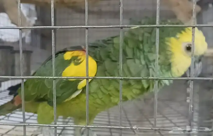 ذكر بلوفرنتد 3