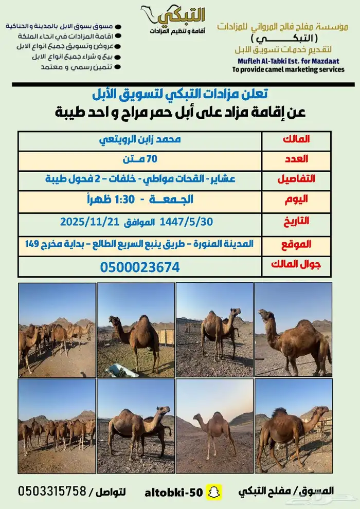 مزاد ابل مراح عددها 70 بفحول 2 2