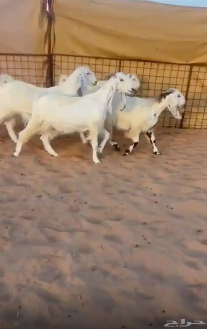 معزاء مشاريك مصرري طيبه 0