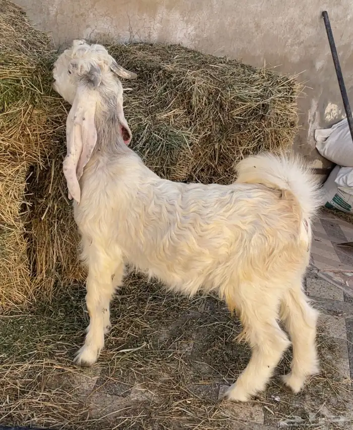 تيس مشروك 4 شهور طيب ( تم البيع ) 4