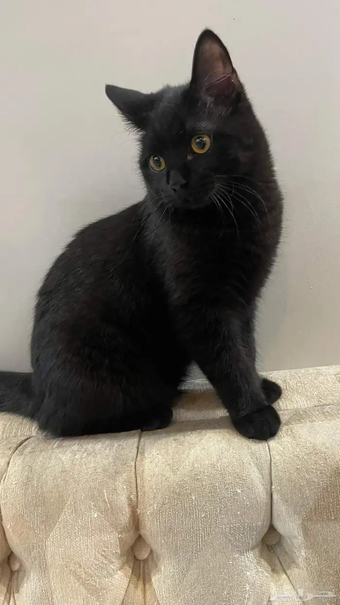 قطط للتبني 1