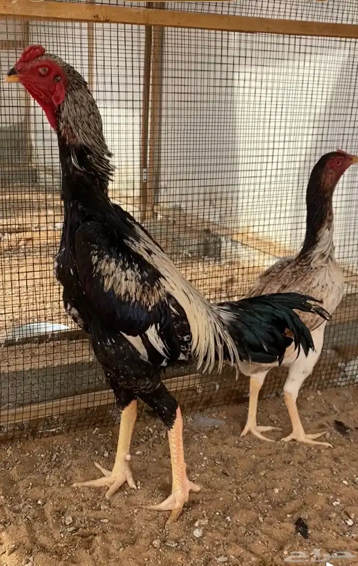 ديك ودجاجة شامو يباني 0