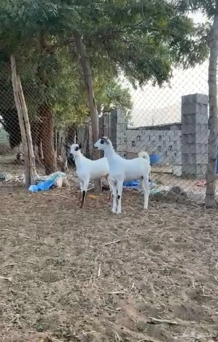 جفرتين بيشيه فاخره  ) العمر من 3 الى 4 شهور 0