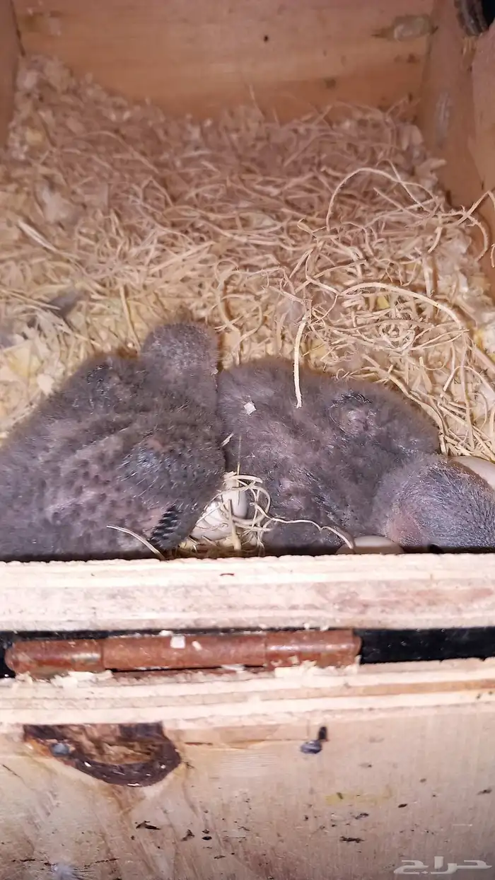 طيور روز فرخ 0