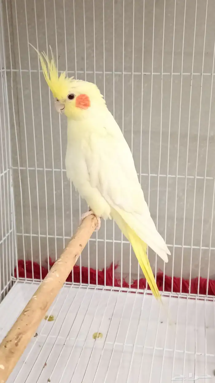 حبه كروان لتينو 1