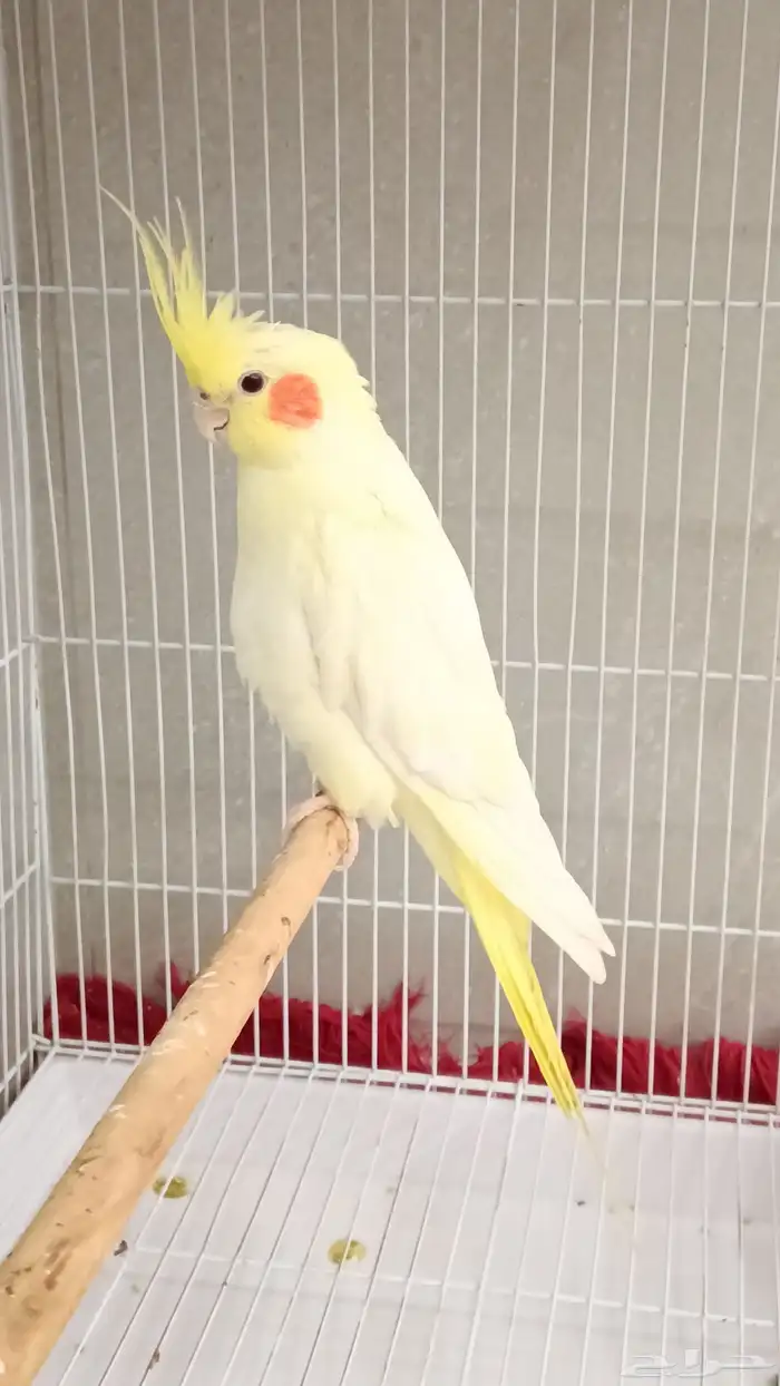 حبه كروان لتينو 0