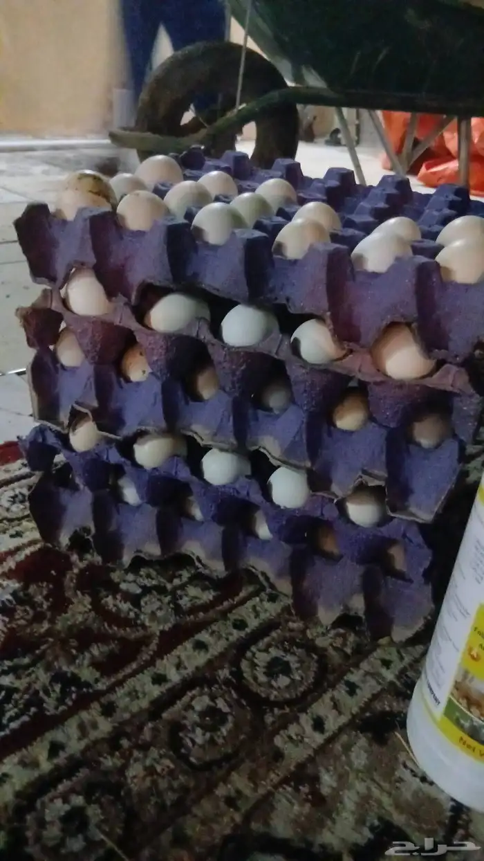 بيض مايده بلدي انتاج يومين من المزرعه 3