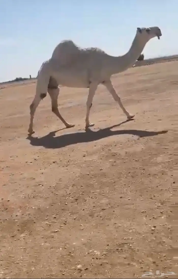 للبيع الضريبه الكفو رمانيه وعلى جميع الشروط. 0