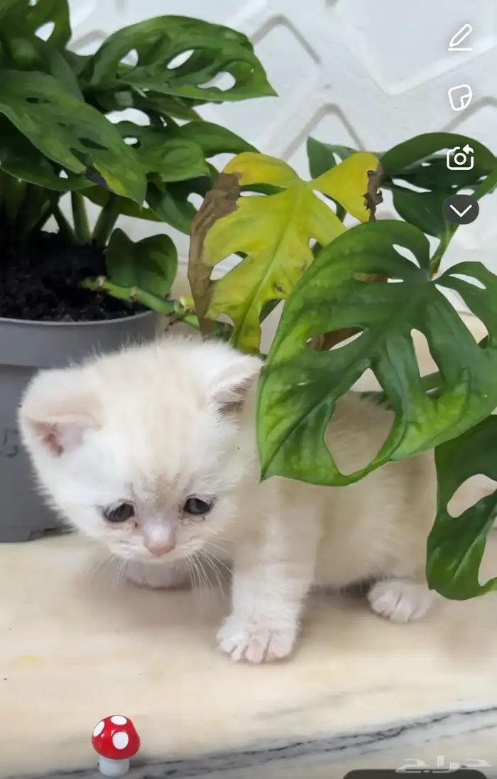 سكوتش فولد كيتن للبيع 4