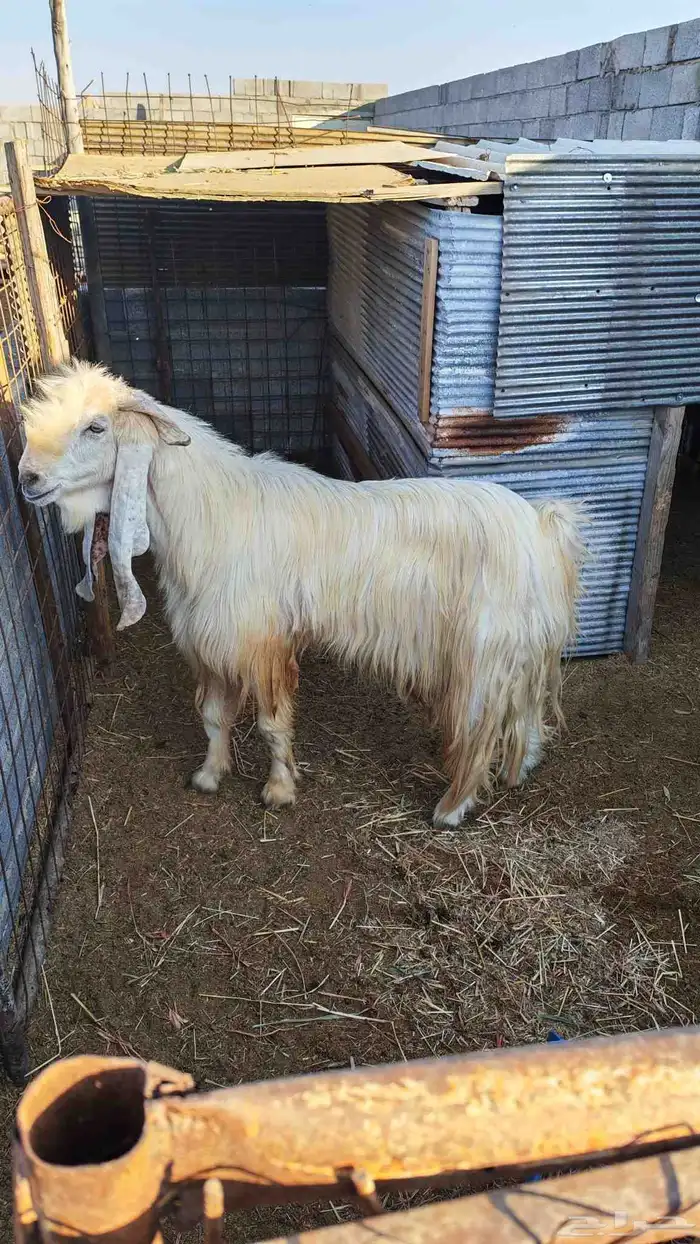 تيس جرم حصان 0