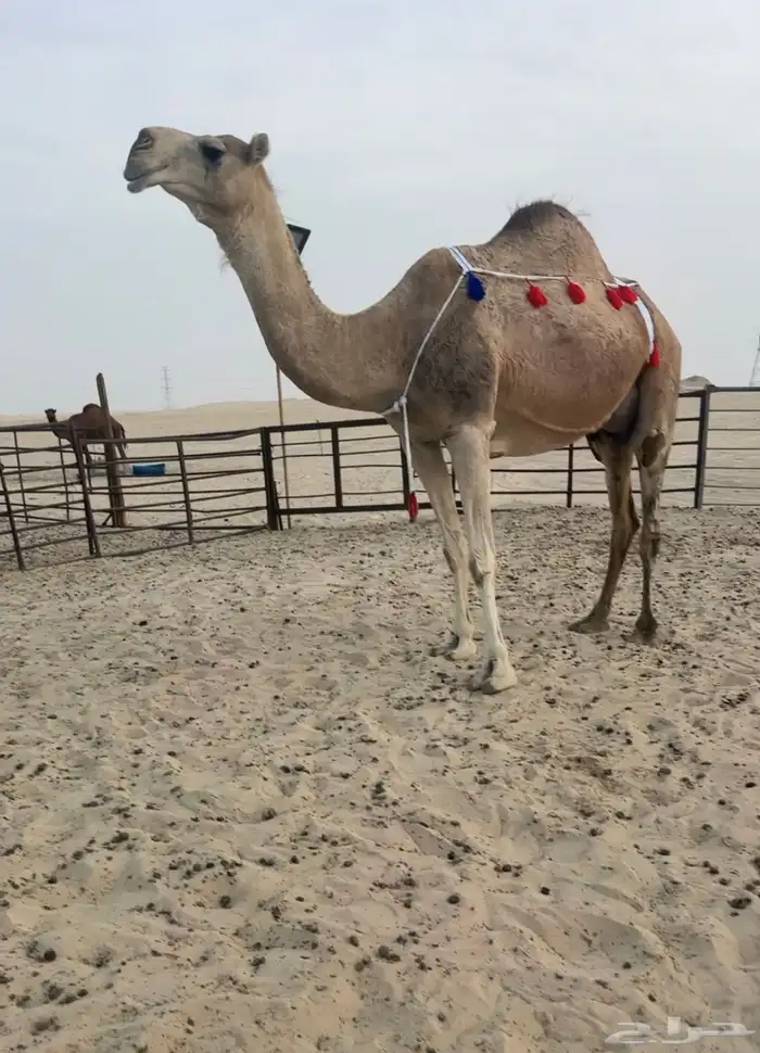 للبيع خلفه منيح ووجه ونتاج 0