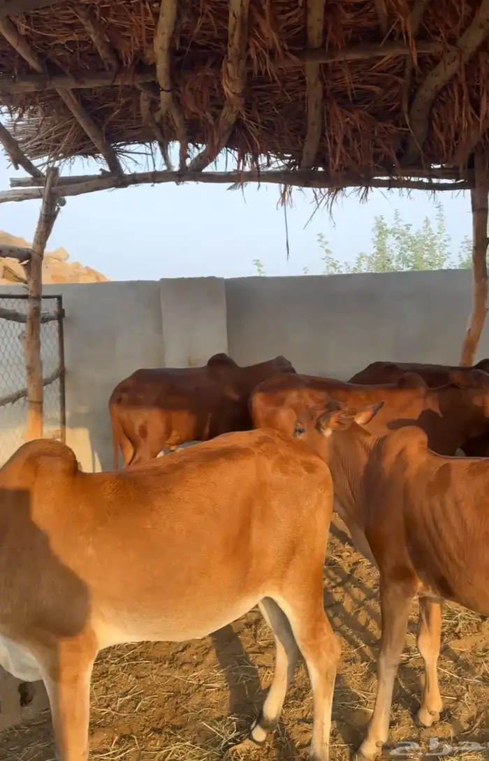 حسلان بلدي 5