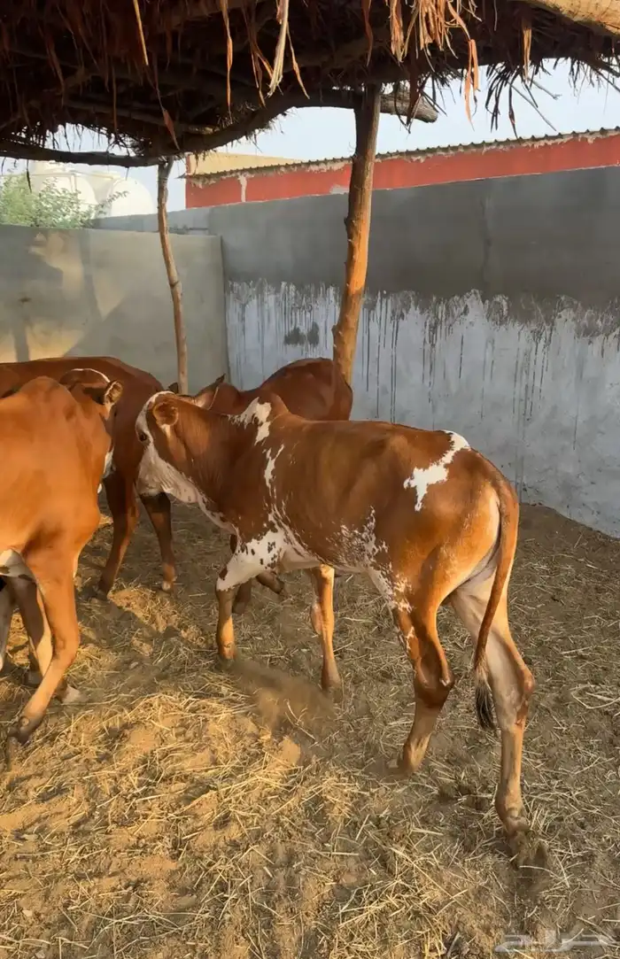 حسلان بلدي 4