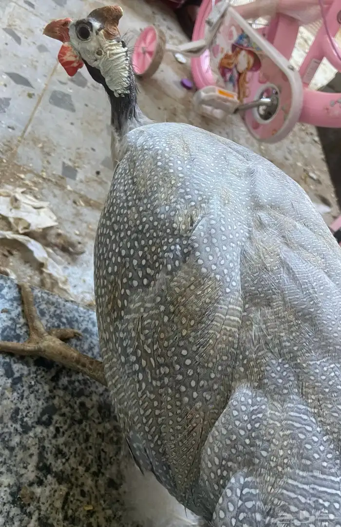 دجاجة حبشي 0