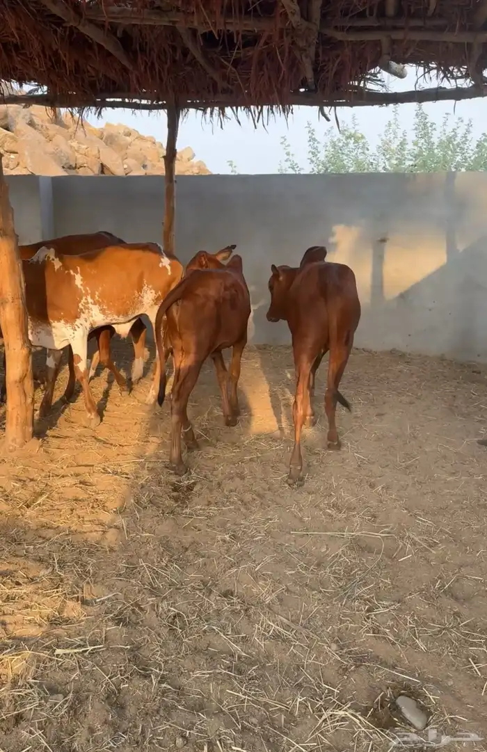 حسلان بلدي 6