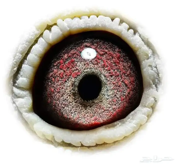 حمام زاجل احفاد ابطال 3