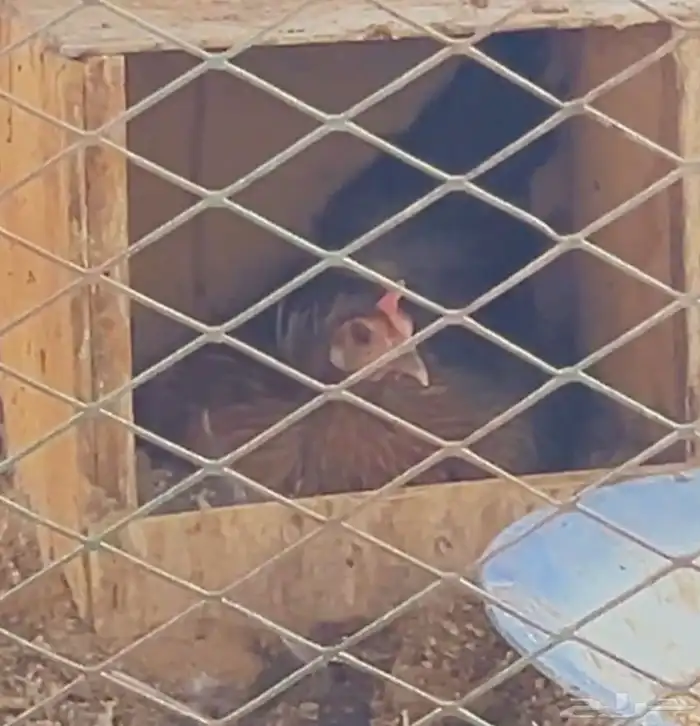 3 دجاج وديك مع 5 صيصان 0