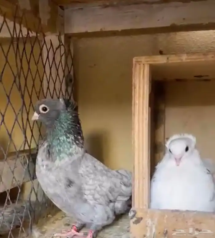 بالدوادمي 1