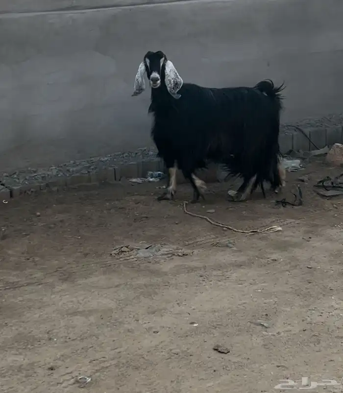 عنز عارضيه طيبه 0