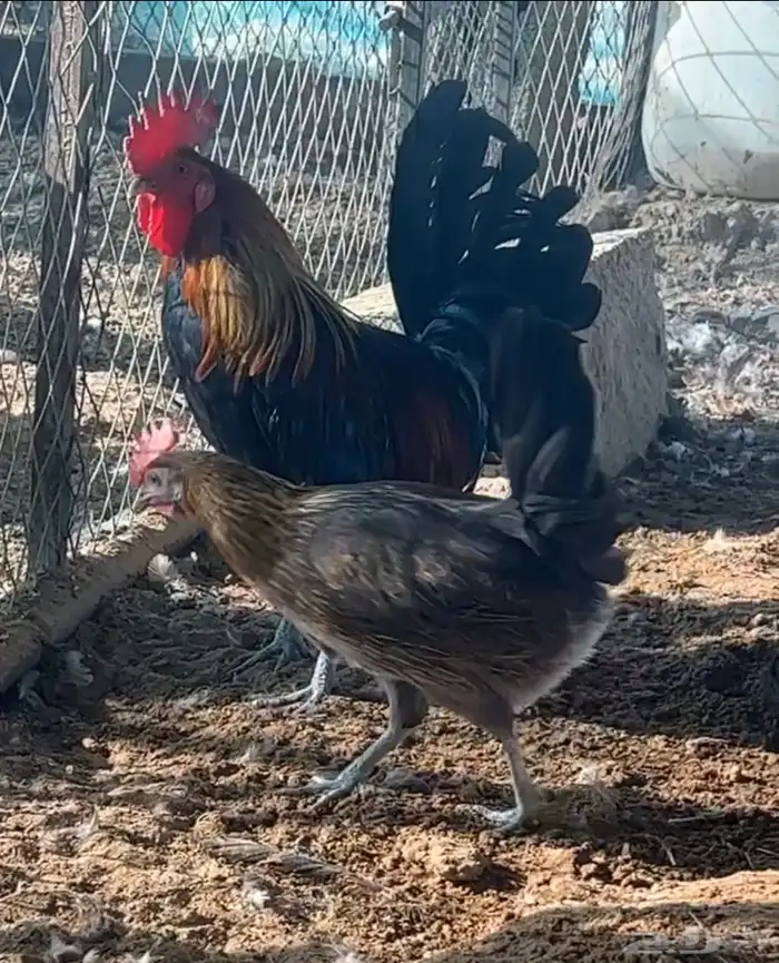 3 دجاج وديك مع 5 صيصان 3