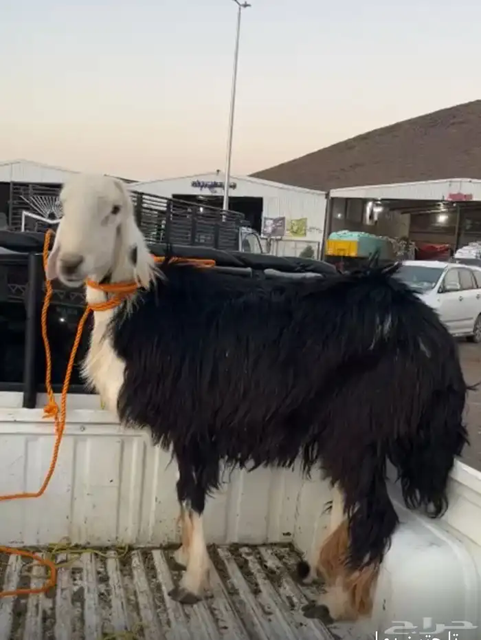 خروف نجدي رباع 0