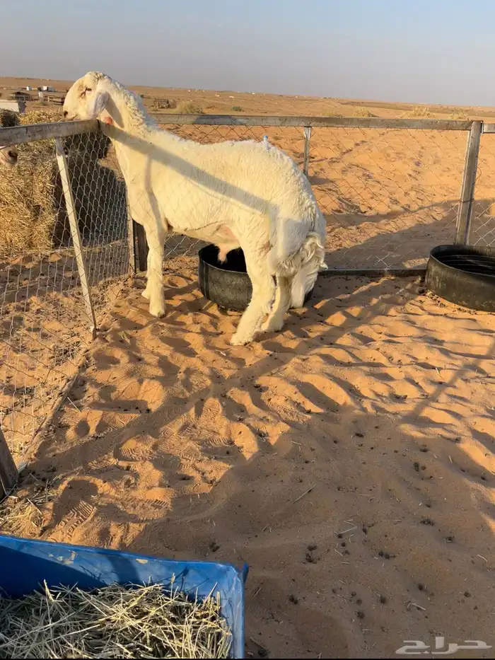 للبيعع فحل حري خصمم 1