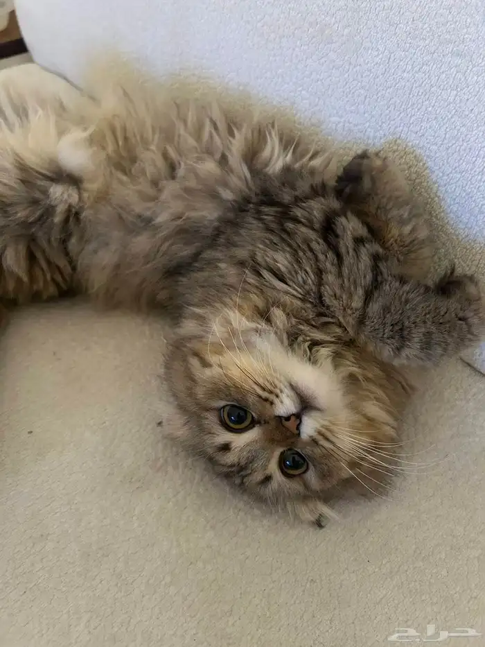 شيرازي سكوتش 0