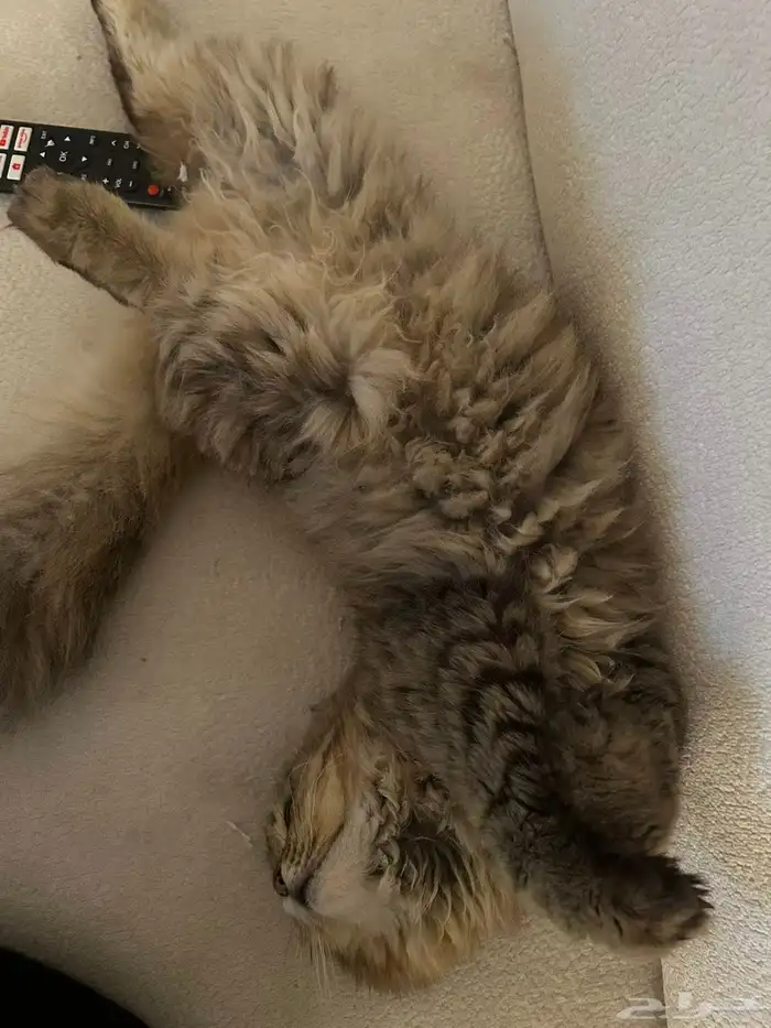 شيرازي سكوتش 1