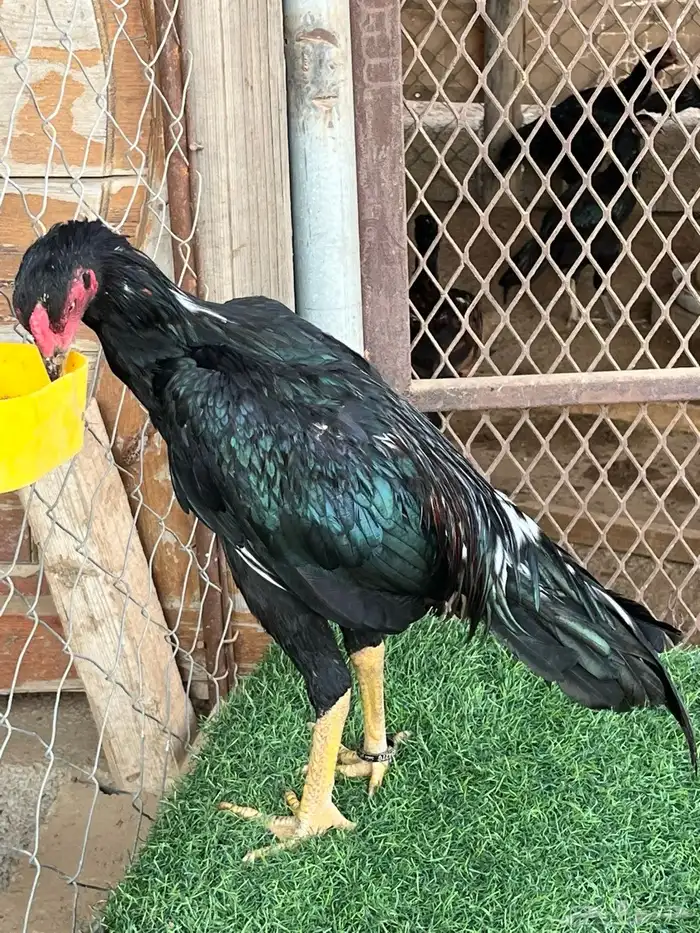 ديوك ميوالي وسندي للبيع 4