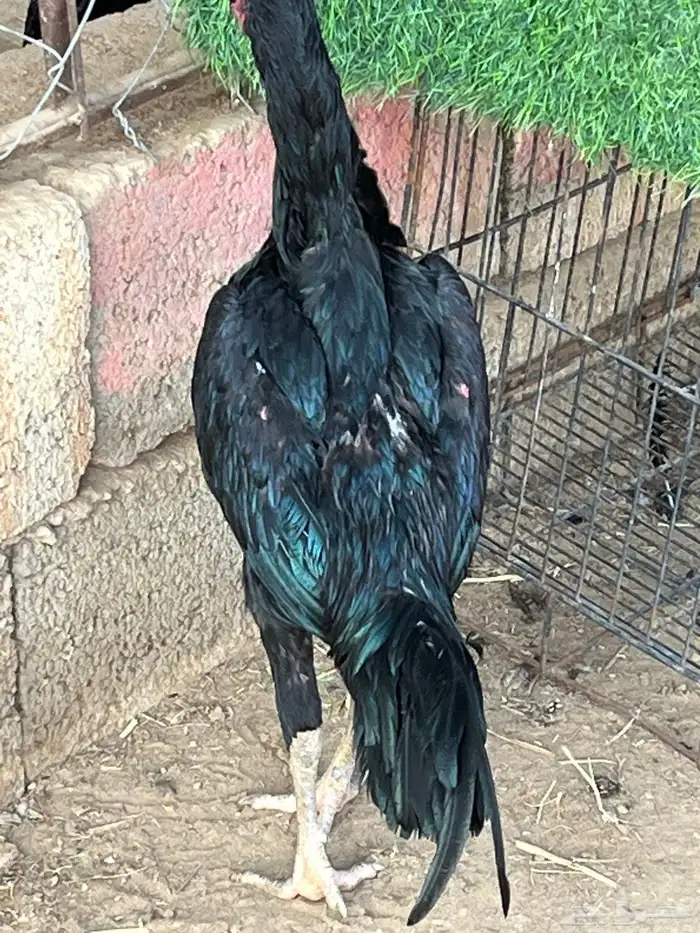 ديوك ميوالي وسندي للبيع 14