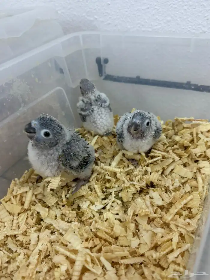 كنيورات وكرونات تقبل الغر ومشروطه صحه ونضافه 2